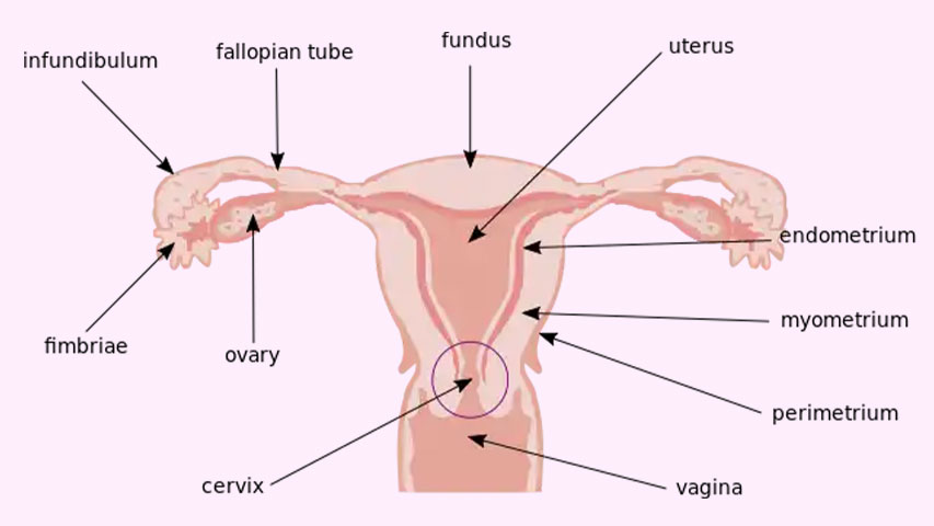 آناتومی دستگاه تناسلی زنان