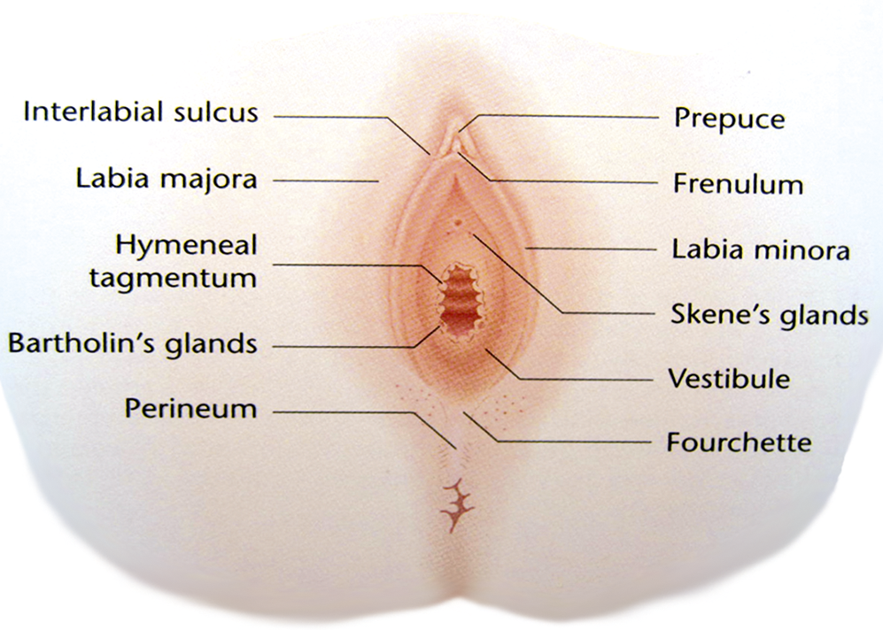 Frenulum or "genital bridle"